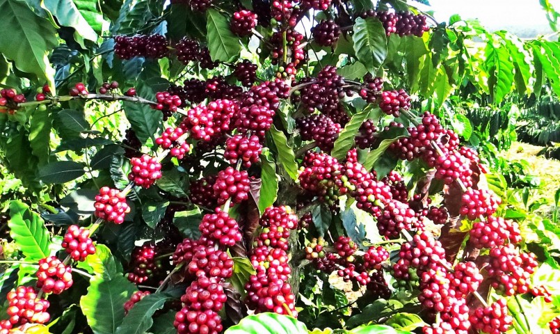 Giá nông sản hôm nay (26/1) ghi nhận đà tăng mạnh của cà phê. 