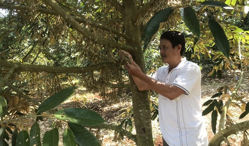 Huyện Krông Pắk tiếp tục đẩy mạnh liên kết nhằm nâng tầm trái sầu riêng xuất khẩu.