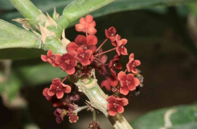 Hình ảnh hoa lưỡi nhân (hoa cam xũng)