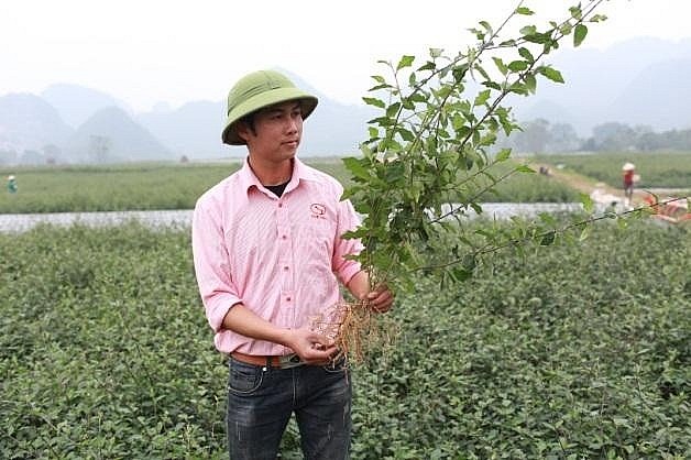 Anh Phạm Văn Chiến với mô hình trồng cây cà gai leo