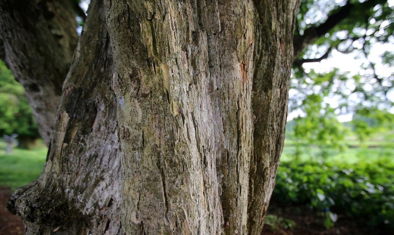 Một cây duối cổ thụ cao lớn có chu vi gốc phải 2 người ôm.