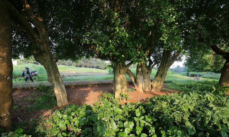 Vị trí rặng cây duối cổ thụ ở ngoài cánh đồng làng Cam Lâm, trước khu đền - lăng vua Ngô Quyền.