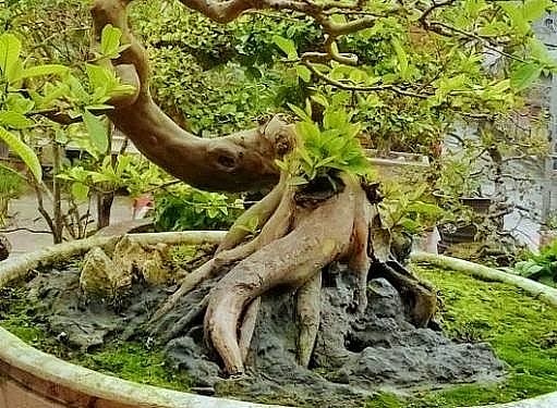 Gốc cây ổi cảnh bonsai uốn lượn có thế thác trông rất đẹp mắt.