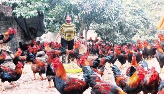 Tuyệt chiêu nuôi gà từ loại cây đặc biệt vừa bán đắt lại cháy hàng vụ tết thu trăm triệu