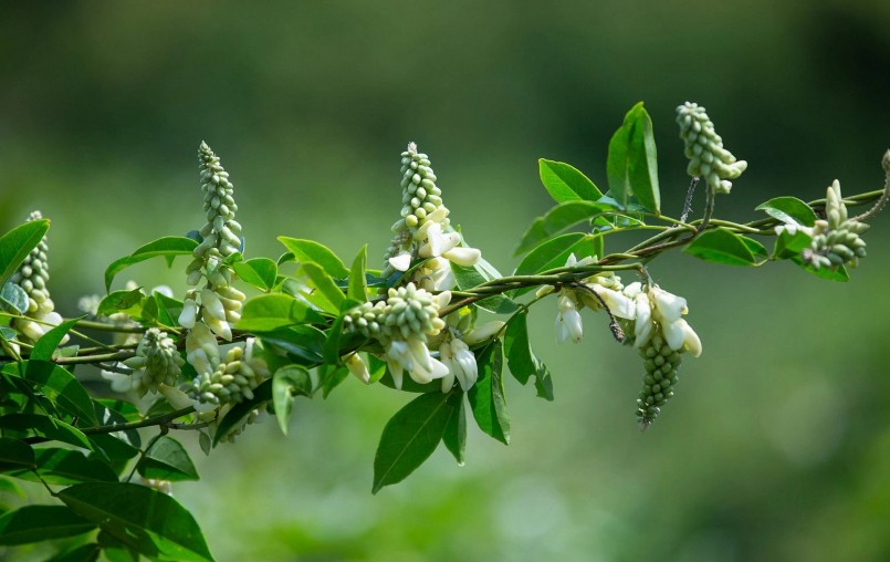 Hàng năm, sâm nam núi Dành ra hoa, tạo hạt vào khoảng cuối tháng 8 đến tháng 10. Hoa sâm tươi được sấy khô làm trà. Ngoài ra, hoa sâm có thể ăn sống, nấu chín thành những món ăn rất bổ dưỡng.