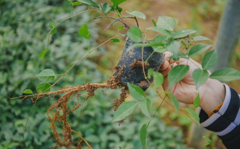 Về đặc tính sinh học, sâm nam núi Dành là cây leo như khoai lang. Vì sâm nhân giống bằng hạt rất khó nên thường được trồng bằng dây sâm đã có rễ.