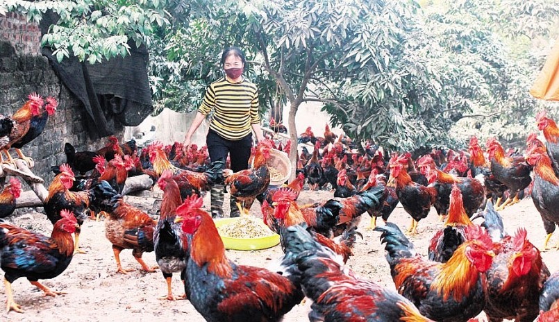 Từ việc trồng sâm nam, người dân đã tìm ra bí quyết nuôi gà dược liệu cho hiệu quả kinh tế cao.