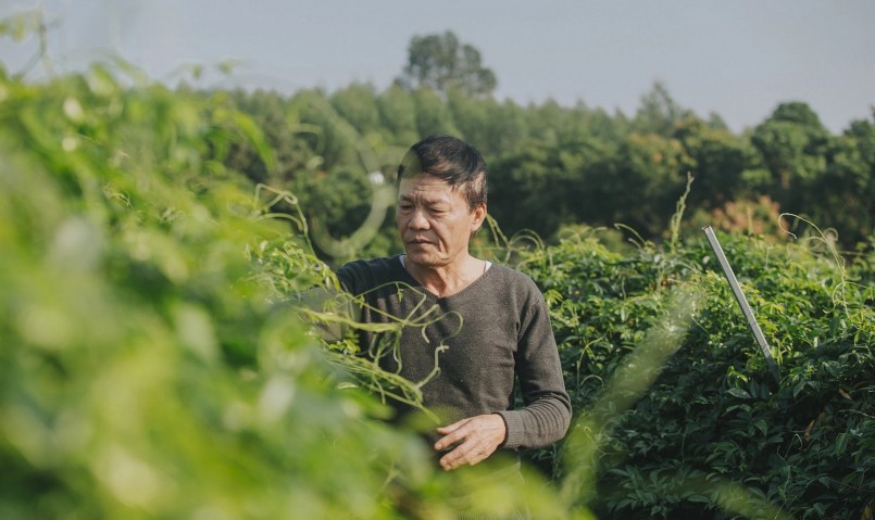 Ông Nguyễn Văn Nghĩa (Yên Thế, Bắc Giang) đã quyết định bỏ vườn cây ăn quả, lấy đất trồng sâm nam núi Dành. Sau 2 năm, ông Nghĩa thu hoạch lứa đầu được khoảng 3,5 tạ hoa sâm tươi, lãi 160 triệu đồng từ diện tích 1 ha. 