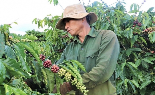 Giá nông sản hôm nay (27/1): Giá cà phê tiếp đà tăng, giá tiêu ổn định, những động lực tạo sóng trên thị trường