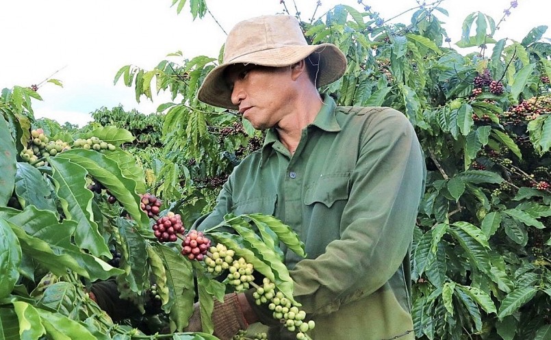 Giá nông sản hôm nay (27/1) giá cà phê duy trì đà tăng 300 đồng/kg trong hôm nay.