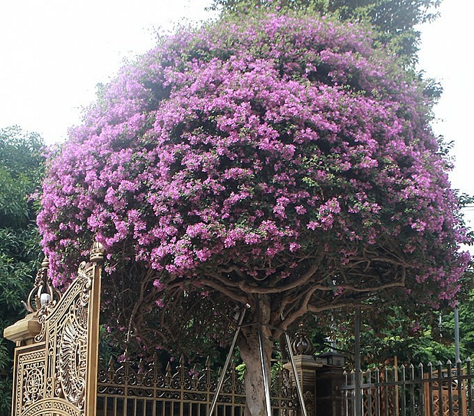 Ngay trước cổng vườn cây Di sản là tác phẩm hoa giấy có tên “vạn hoa lầu” có giá 2 tỷ đồng. Đây là tác phẩm hoa giấy đẹp nhất Việt Nam.