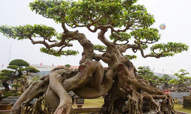Vườn cây cảnh được trả 500 tỷ của đại gia Toàn “đô la” nơi rồng bay phượng múa