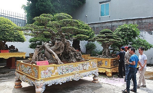 Khu gia trang của ông nằm ở vị trí đắc địa của TP. Việt Trì (Phú Thọ), nhiều cây thuộc hàng quý hiếm, có một không hai ở Việt Nam.