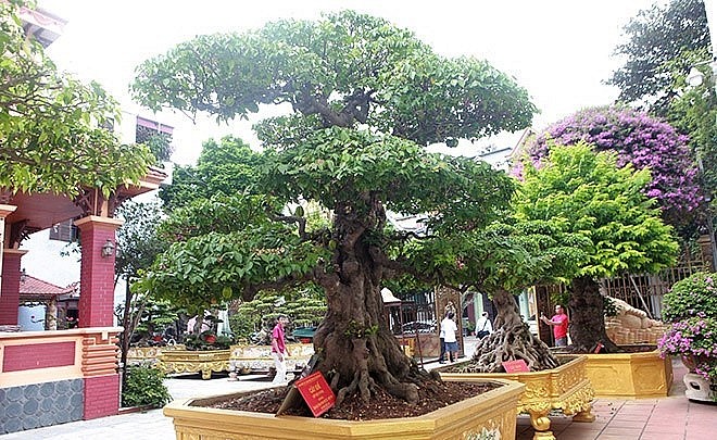 Bộ sưu tập khế cổ gồm 4 cây được xem là “có một không hai” ở Việt Nam.