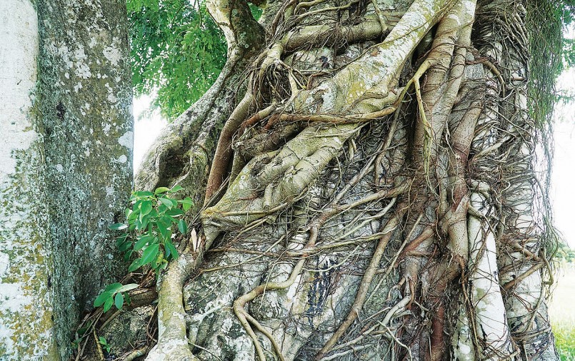 Rễ cây sộp quấn quanh thân cây cổ thụ này càng làm tăng thêm vẻ già nua.