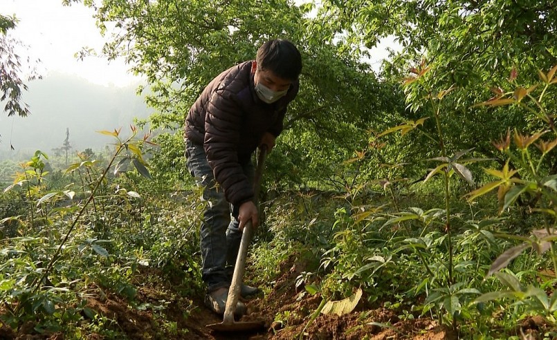 Loại rau ngũ gia bì hương quý như nhân sâm được người dân trồng thành công hàng héc ta dưới tán rừng cho hiệu quả kinh tế cao.