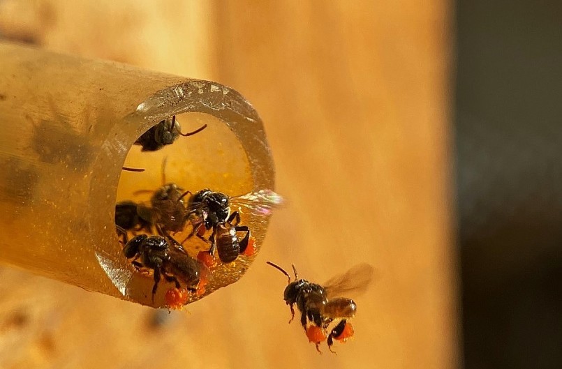 Nuôi ong dú rất dễ, an toàn với người nuôi. Con ong dú sau khi bay ra khỏi tổ để kiếm thức ăn thì nó quay về đúng tổ của nó