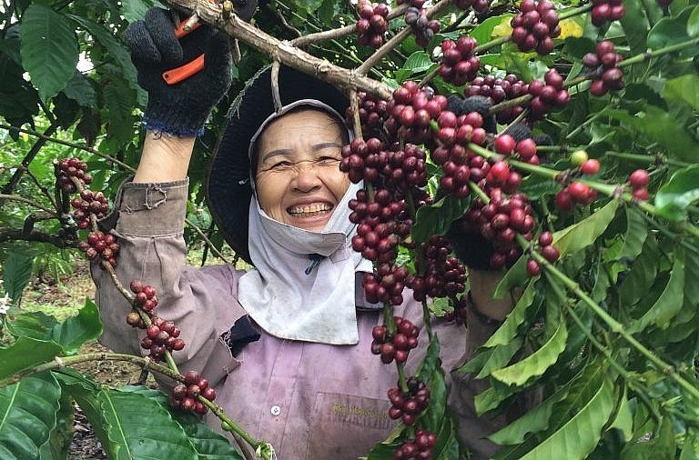 Giá nông sản hôm nay (28/1), giá cà phê tăng mạnh thêm 800 đồng/kg tại các địa phương trong nước.