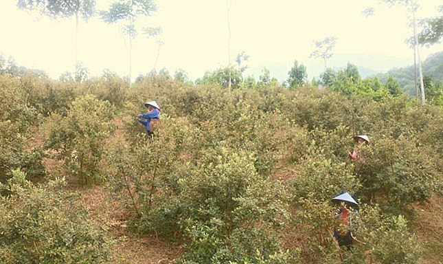 Vào vụ thu hoạch rừng sim của gia đình chị Phiến đã tạo việc làm cho  gần chục lao động.