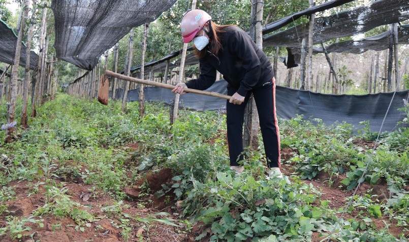 Vườn đan sâm tại HTX Dược liệu xanh Mang Yang, huyện Mang Yang, tỉnh Gia Lai. 