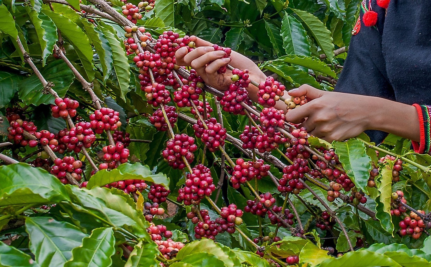 Giá nông sản hôm nay (29/1): Giá cà phê khởi sắc sát ngưỡng 43.000 đồng/kg, hồ tiêu suy giảm chờ động lực mới