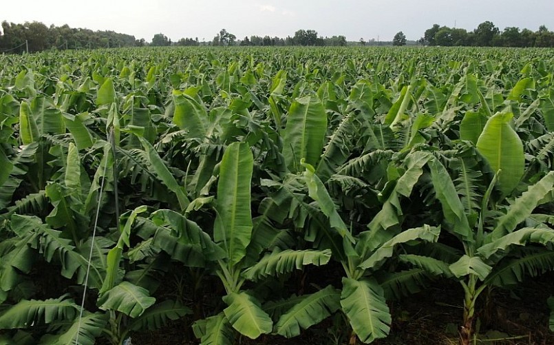 Công ty Huy Long An trồng khoảng 300 hecta chuối Fohla tại Long An. 