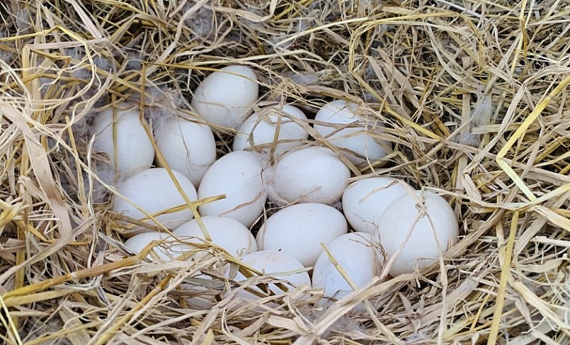 Trung bình mỗi vịt xiêm mái đẻ từ 20 đến 30 trứng/đợt.