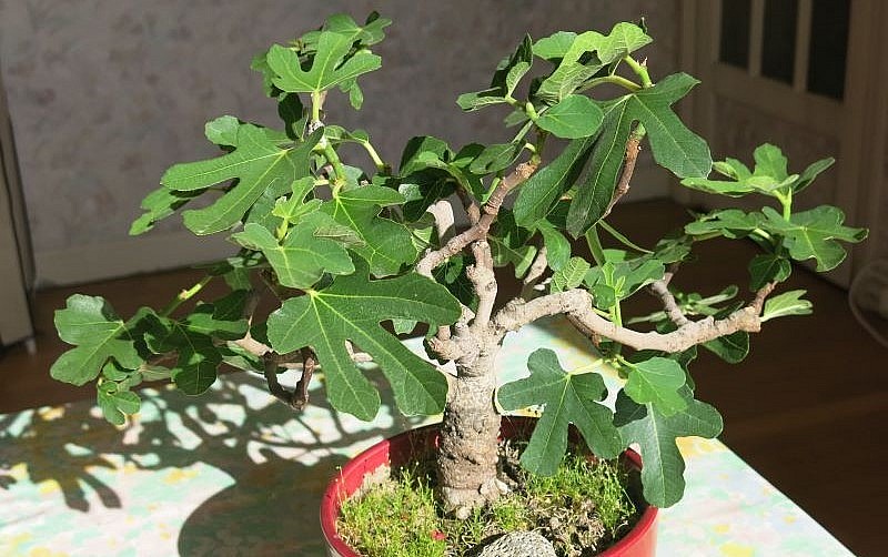 người yêu cây kiểng còn sưu tầm thêm dòng sung Mỹ với dáng bonsai để trang trí.