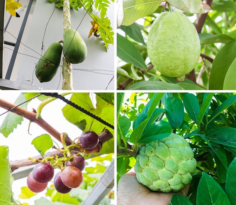 Các loại cây ăn quả như: Na, ổi, mận, đu đủ, nho, dâu... sai trĩu quả mỗi dịp đến mùa.