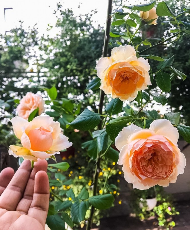 Hoa hồng và hướng dương là hai loài được chị Thông trồng quanh năm.