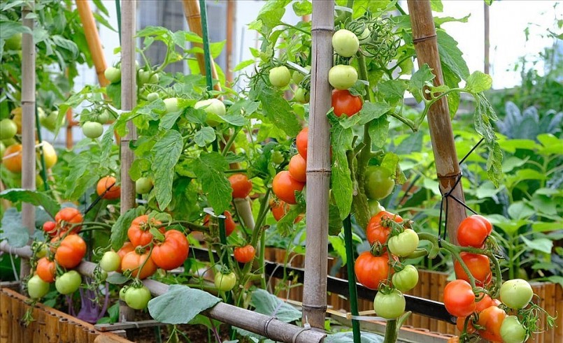 Chị cũng trồng rất nhiều loại cà chua trên sân thượng. Ảnh NVCC