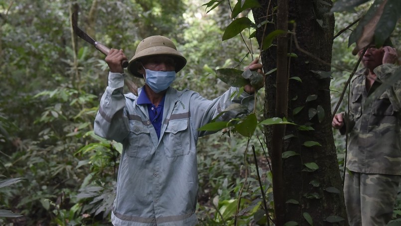 Gia đình ông Đỗ Xuân Lĩnh (66 tuổi, thôn Bắc Sơn) được giao 4 ha rừng lim xanh từ 30 năm nay. 