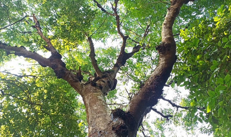 Lim xanh thuộc nhóm gỗ quý hiếm nên được định vị từng cây.