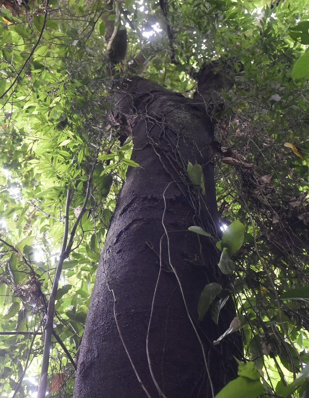những cây lim cổ thụ vươn cao hàng chục mét, vượt lên thảm thực vật hỗn giao phía dưới.