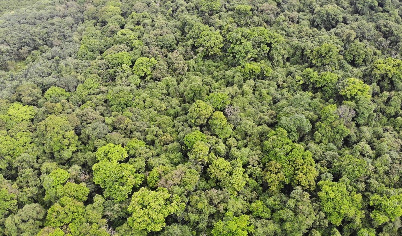Khu rừng lim xanh với trên 1.200 cây cổ thụ nằm trải rộng trên diện tích 24,5ha .