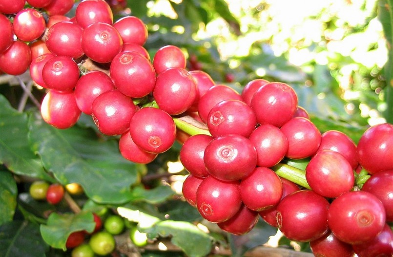 Giá nông sản hôm nay (31/1), giá cà phê bất ngờ giảm 300 đồng/kg.