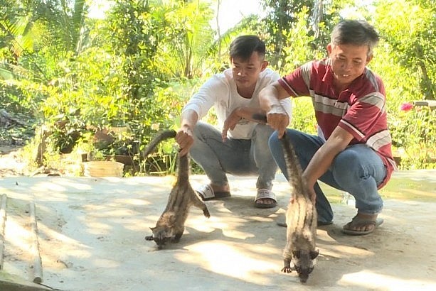 Sau 2 năm nuôi chồn hương, anh Lê Quốc Tuấn (bên phải) đã có thu nhập từ 100 đến 200 triệu đồng/năm.