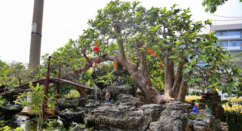 Chủ nhân của cây ổi bonsai đồ sộ này là anh A Tèo, một nghệ nhân cây cảnh có tiếng ở Bến Tre. 