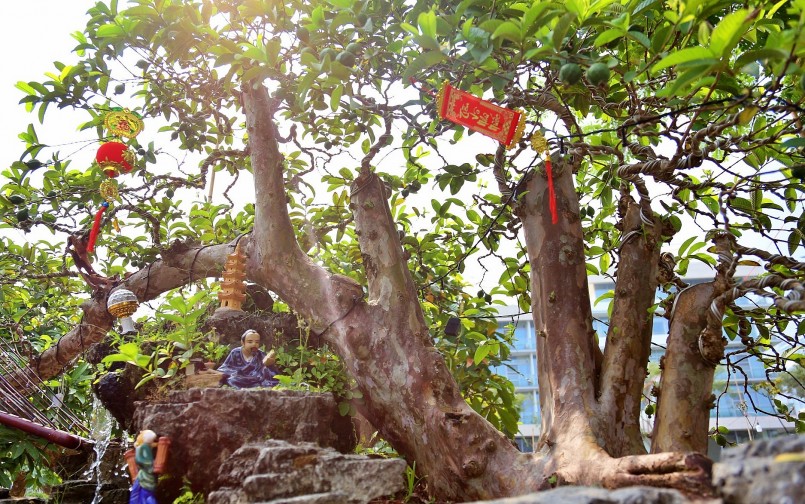 Siêu phẩm ổi bonsai đồ sộ dài 8 mét gây sửng sốt với giá chốt 1,2 tỷ đồng