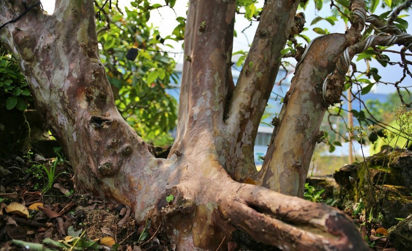 Thân cây ổi bonsai uốn lượn, uyển chuyển theo mô hình chiếc cầu có sẵn của hòn non bộ.