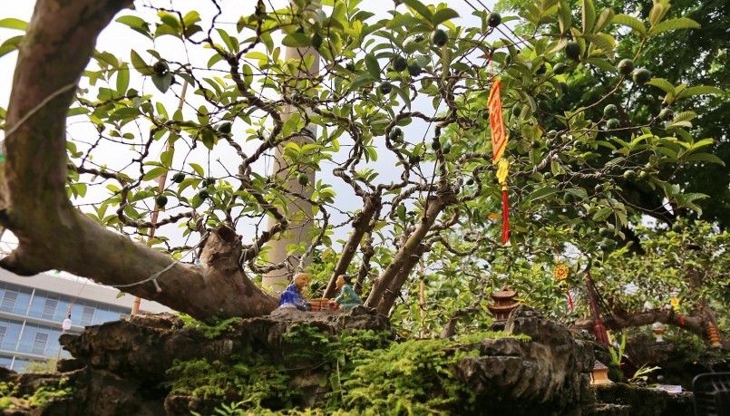 Cây ổi bonsai thể hiện sự mạnh mẽ khi có nhiều lá non và quả.