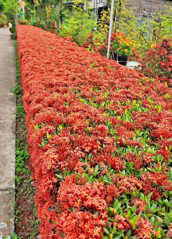 Những bông trang (mẫu đơn đỏ) ken dày đồng loạt nở thành bức tường hoa.