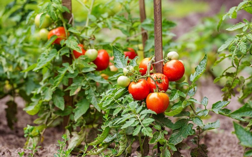 Cà chua bi trồng trong chậu hoặc thùng xốp.