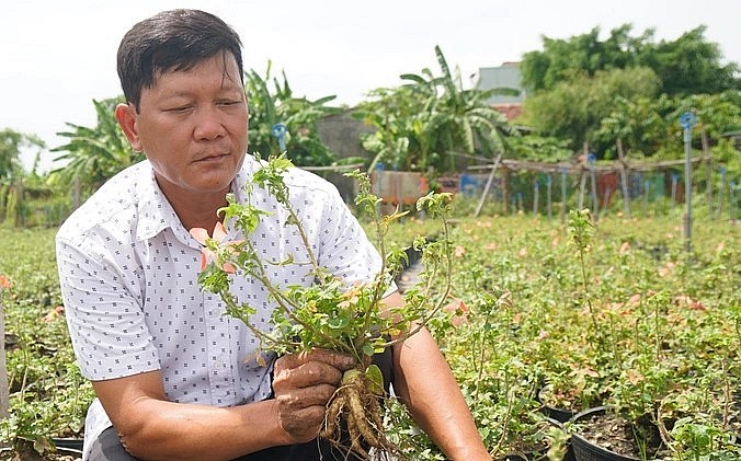 anh Trần Minh Tâm “thuần hóa” trên đất Võ Bình Định với mô 14.000 cây