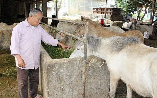 Nhiều hộ gia đình ở xã Dương Thành đã đổi đời nhờ chăn nuôi ngựa bạch.