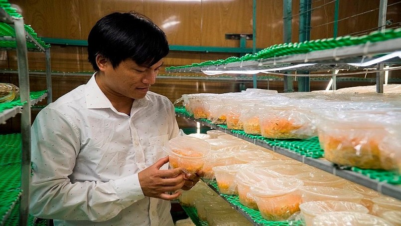 Anh Nguyễn Văn Tuấn đang kiểm tra đông trùng hạ thảo 