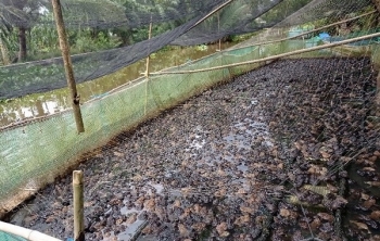 Dùng vài cây sào quây lưới nuôi hàng vạn con ếch, lứa đầu tiên đã thu gần trăm triệu