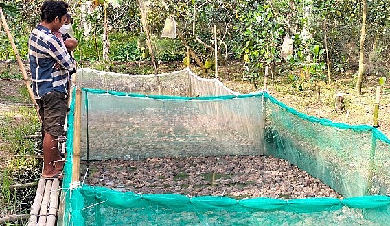 Mô hình nuôi ếch trong vèo của anh Vui nhằm tận dụng diện tích ao vườn, nuôi ếch không gây ô nhiễm và không tốn nhiều diện tích.