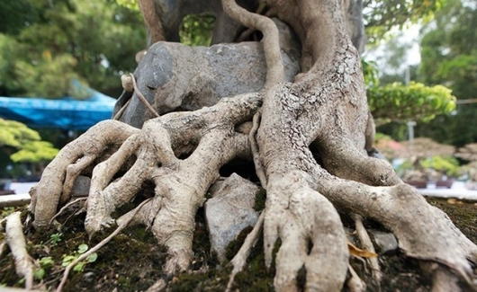Siêu phẩm sanh bonsai triệu đô gây sửng sốt bởi dáng thế mây trên núi