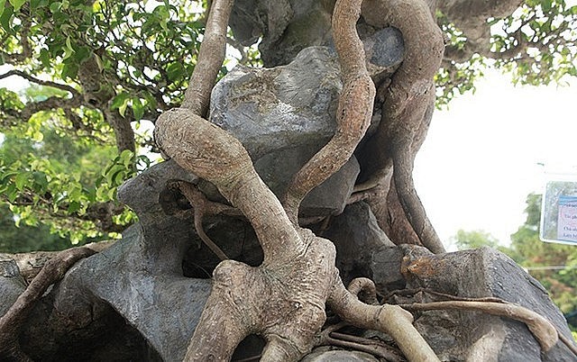 Bộ rễ của cây ôm trọn phiến đá cổ giống như những móng chân của phượng, tạo thế vững chắc.